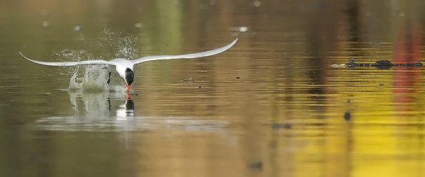 Räyskä, Caspian Tern, Hydroprogne caspia